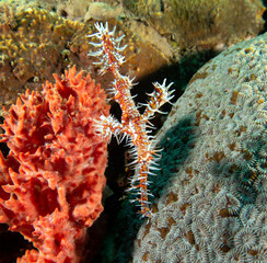 A Ornate ghost pipefish in a shallow reef Dauin Philippines