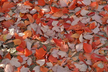 Orange leaves on the grass pair of leaves macro shot plants nature photography red maple