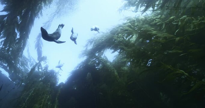 Sea Lions swimming in the kelp forest