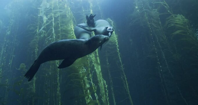 Family of Sea Lions playing in the water