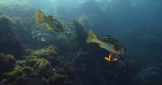 Bright vibrant fish swimming through blue water