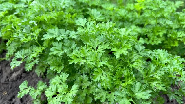 Wet fresh parsley grows in the garden after rain