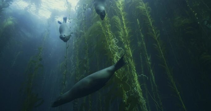 California Sea Lions swimming in the kelp forest