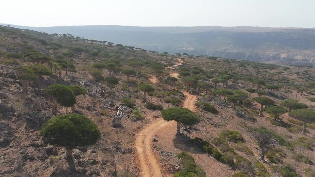 Aerial View Over Endemic Dragon Blood Trees With 4x4 Driving Along Dirt Road In Socotra. Push Forward Shot