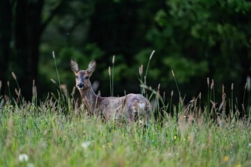 A deer standing in a grassy field with a forest background.