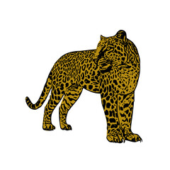illustration of a leopard