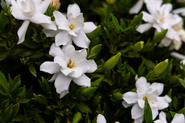 Cape Jasmine Blooming