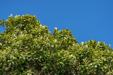 Metrosideros excelsa, commonly known as pōhutukawa, New Zealand Christmas tree,  and iron tree, myrtle family, Palisades Park, Santa Monica, Los Angeles, California
