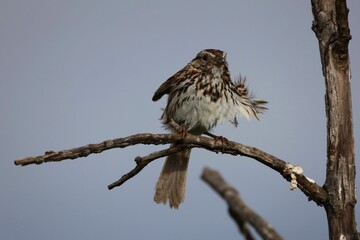 A Song Sparrow perched in a dead tree along the shores of Lake Ontario