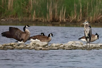 A Great Blue Heron standing amongst the Canada Geese