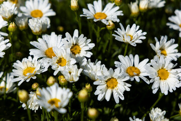 Obraz premium Group of Daisies