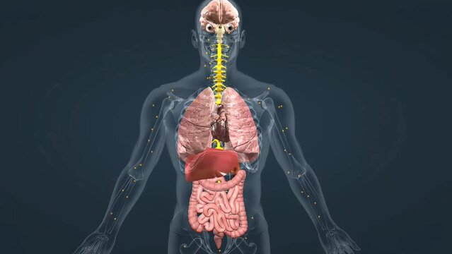 Mechanism of action of adrenaline in human body