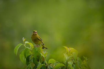 A male European greenfinch sits atop a green bush and sings its song toward the camera lens with a green background.