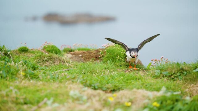 Cute Little Puffin Birds Hops and Flies on Coastal Cliff - Slow Motion
