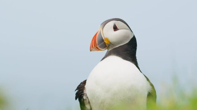 Close up shot of cute Puffin looking around, Lunga, Scotland. Slomo