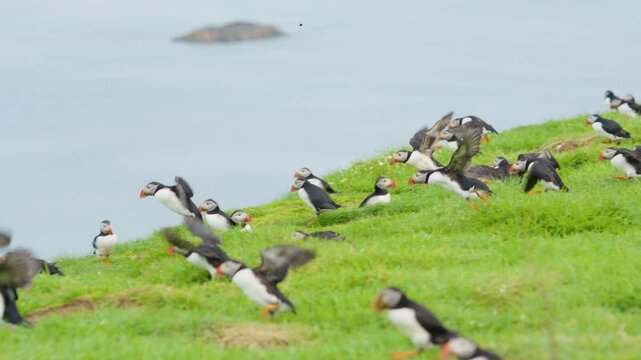 Flock of Puffin Birds (Fratercula) Flying at Seaside Cliff SLOMO TRACK