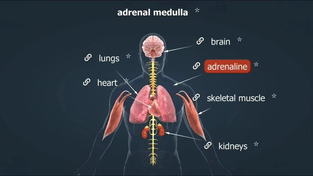 Mechanism of action of adrenal glands