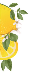 Lemon branches with flowers, Botanical citrus plants. Part 2