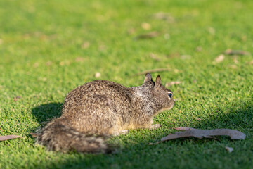 The California ground squirrel (Otospermophilus beecheyi), also known as the Beechey ground squirrel,  Palisades Park, Santa Monica, Los Angeles, California