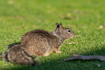 The California ground squirrel (Otospermophilus beecheyi), also known as the Beechey ground squirrel,  Palisades Park, Santa Monica, Los Angeles, California