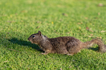 The California ground squirrel (Otospermophilus beecheyi), also known as the Beechey ground squirrel,  Palisades Park, Santa Monica, Los Angeles, California