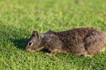 The California ground squirrel (Otospermophilus beecheyi), also known as the Beechey ground squirrel,  Palisades Park, Santa Monica, Los Angeles, California