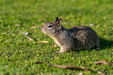 The California ground squirrel (Otospermophilus beecheyi), also known as the Beechey ground squirrel,  Palisades Park, Santa Monica, Los Angeles, California