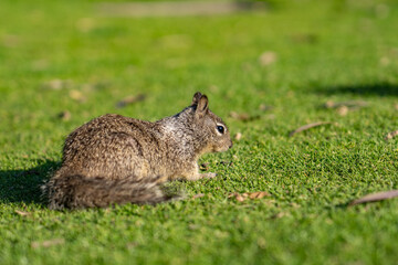 The California ground squirrel (Otospermophilus beecheyi), also known as the Beechey ground squirrel,  Palisades Park, Santa Monica, Los Angeles, California