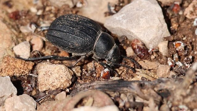 Escarabajo Pimelia baetica comiendo, Sierra de Mariola, Alcoy, Espa&ntilde;a