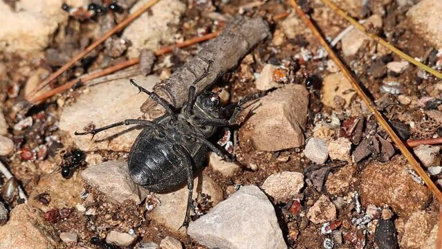 Escarabajo Pimelia baetica haciendose el muerto mientras come, se da la vuelta y sigue comiendo, Sierra de Mariola, Alcoy, Espa&ntilde;a