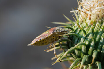 Chinche escudo Dolycoris baccarum en la base de flor de cardo, Alcoy, España