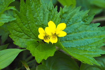 フギレオオバキスミレ3