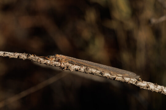 Ninfa de Plecoptera desayunando un gusano sobre una rama de pino, Alcoy, Espa&ntilde;a
