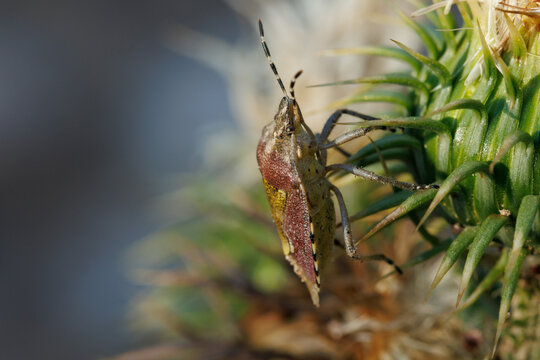 Chinche escudo Dolycoris baccarum en la base de flor de cardo, Alcoy, Espa&ntilde;a