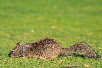 The California ground squirrel (Otospermophilus beecheyi), also known as the Beechey ground squirrel,  Palisades Park, Santa Monica, Los Angeles, California