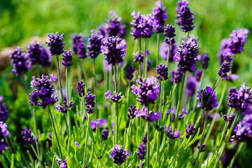 Obraz premium Lavendel Lavendula Augustifolia im heimischen Kräutergarten