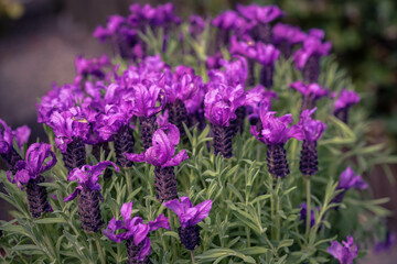Lavendel Lavendula Augustifolia im heimischen Kräutergarten
