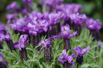 Obraz premium Lavendel Lavendula Augustifolia im heimischen Kräutergarten