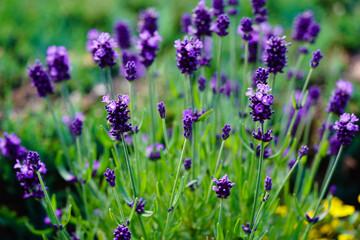 Lavendel Lavendula Augustifolia im heimischen Kräutergarten