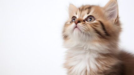 Fototapeta premium persian kitten on white background