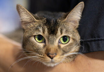 Close-up of an American Shorthair tabby cat with green eyes, being held gently by a person.