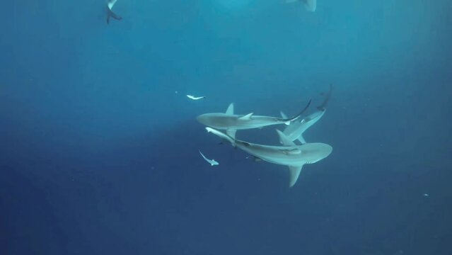 Close up shark swimming past in blue water. Slow motion action shot for adventure seekers. 