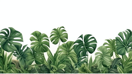 green grass isolated monstera