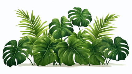 set of leaves monstera
