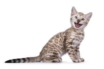 Funny Bengal kitten, sitting up side ways. Laughing with mouth wide open showing teeth and tongue. Isolated on a white bachground.
