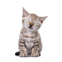 Funny Bengal kitten, sitting up facing front. Laughing with eyes closed. Isolated on a white bachground.