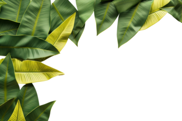 PNG  Banana leaves border backgrounds plant green.