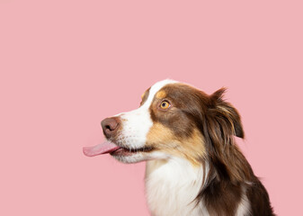 Funny profile Australian shepherd licking its lips with tongue and eating. Isolated on pink pastel...