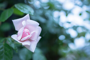 春に咲くフランシスブレイズ　〜開き始めのピンクのバラの花〜