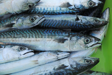 verdel caballa pescado azul fresco en la lonja pescaderia para vender país vasco getaria 4M0A7752-as24